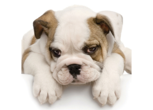 reiki animals
